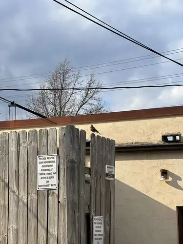 Everyday magic: a robin perched on the fence.